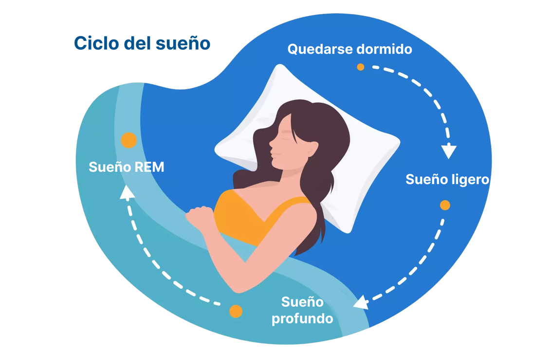 ciclos del sueño