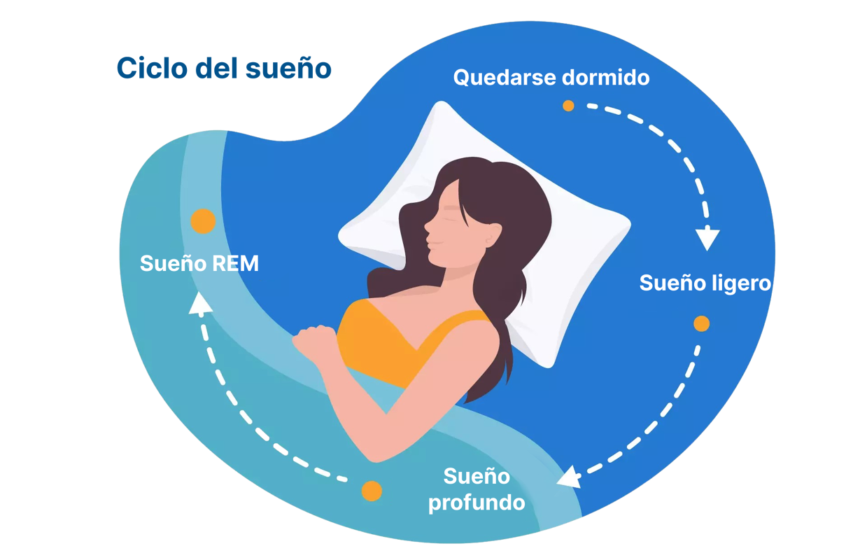 Las fases del sueño cuáles son y cuánto duran Las fases del sueño cuáles son y cuánto duran