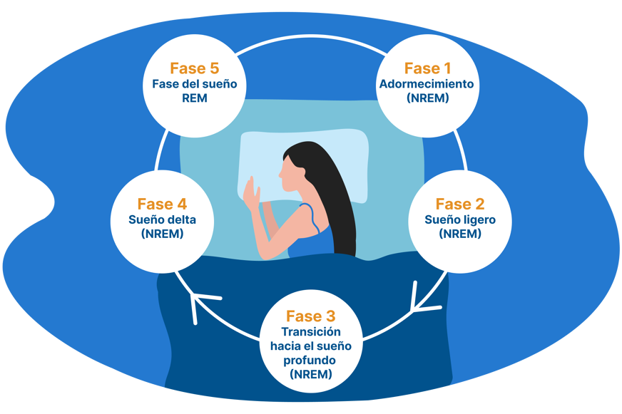 Las fases del sueño: cuáles son y cuánto duran