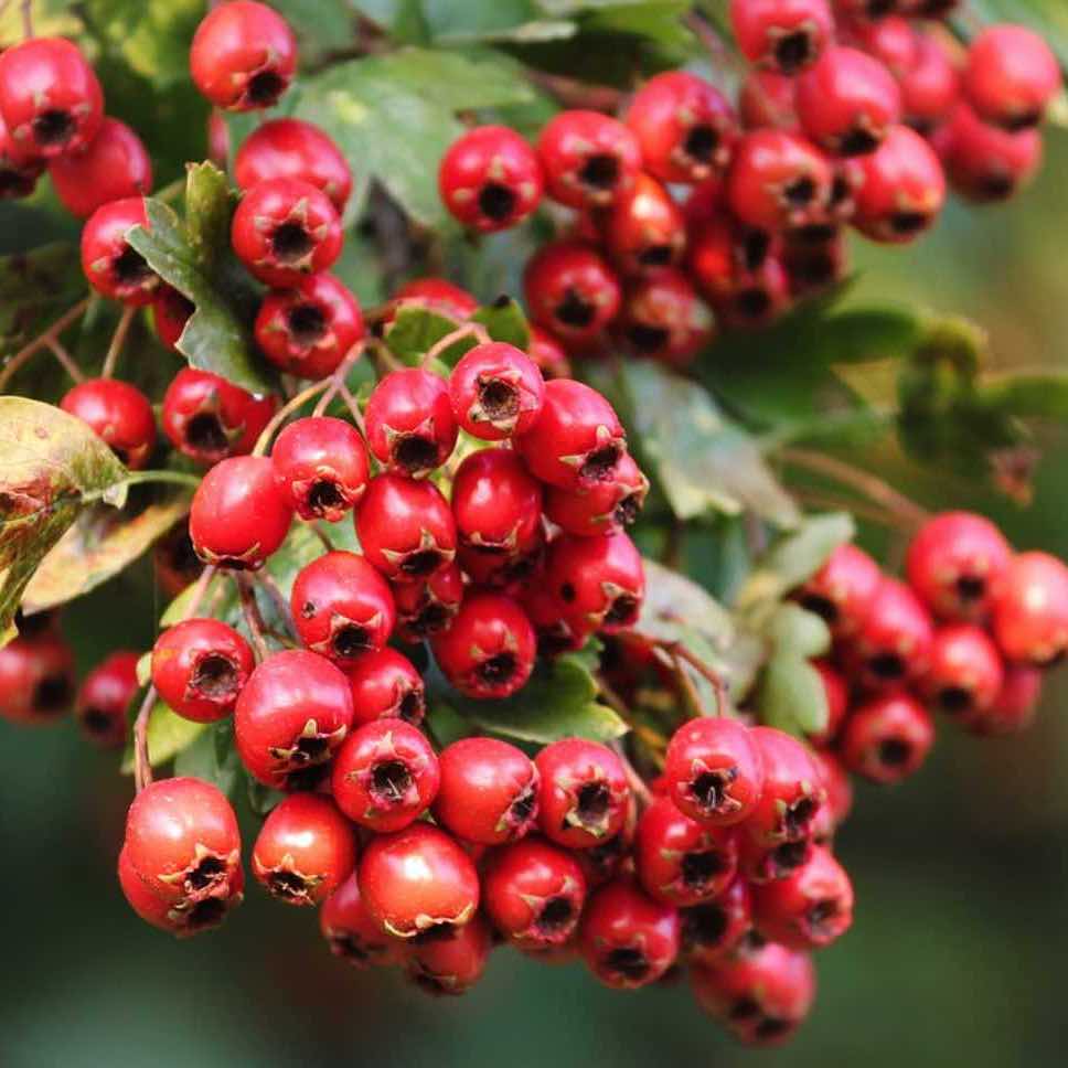 espino blancos tipos