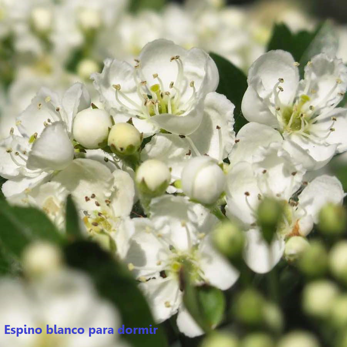 Espino blanco