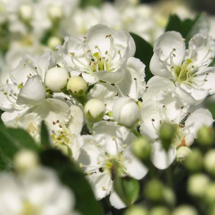 tipos de espino blanco