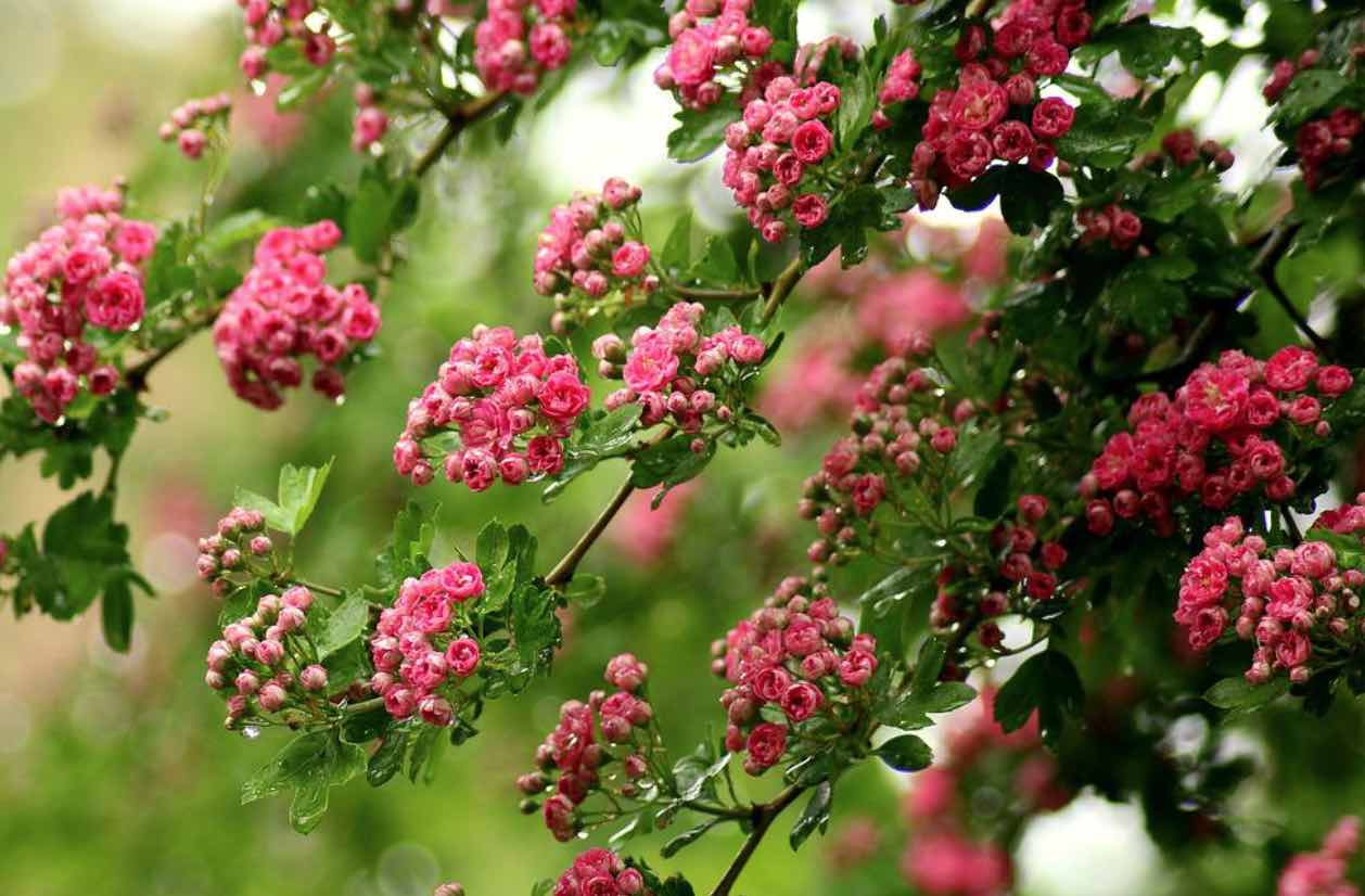 contraindicaciones espino blanco