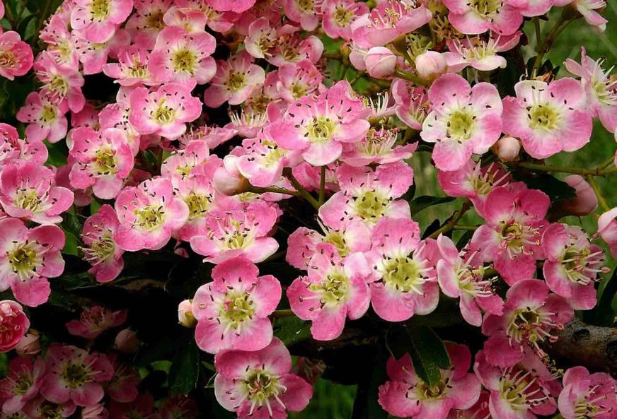 beneficios espino blanco